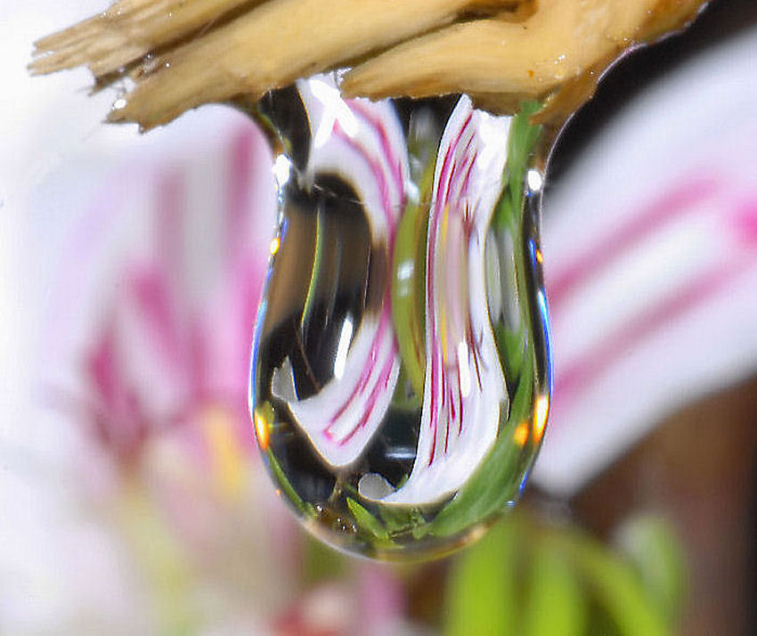 Geranio bianco allo specchio